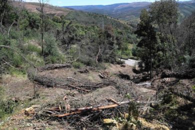 Pedrogão Grande: Dois anos depois dos incêndios «não se vê nada a renascer com ordem»