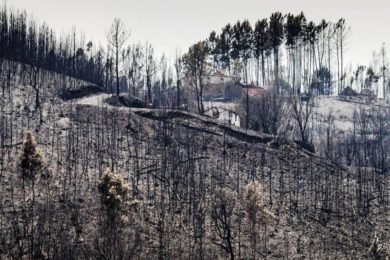 Portugal: Cáritas saúda instituição de Dia Nacional em Memória das Vítimas dos Incêndios Florestais