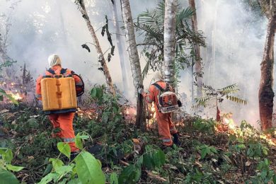 Amazónia: Bispos da América Latina pedem intervenção «urgente» para travar catástrofe com «proporções planetárias»