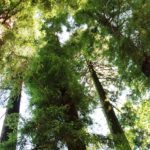 Ecologia: Igrejas cristãs unem-se pelo cuidado da criação, originando ferramenta de «certificação ambiental»
