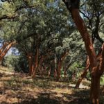 Ecologia Integral: Encontro «10 anos da Laudato Si», na Associação Casa Velha, quer deixar novas indicações para ação ambiental