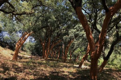 Igreja/Ambiente: «Cuidado, espera e paciência» são lições de vida na tiragem da cortiça na «Casa Velha» (c/vídeo)