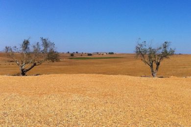 Évora: Arcebispo alerta para «crise de despovoamento» e falta de mão de obra no Alto Alentejo
