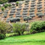 Igreja/Ambiente: Castelo Branco assinala o 10º aniversário da «Laudato Si»