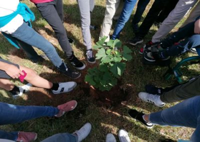 EMRC: Alunos em Albergaria-a-Velha plantaram árvores como símbolo da paz