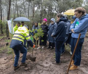 Lisboa 2023: Autarquia de Loures plantou árvores para reduzir pegada carbónica da JMJ