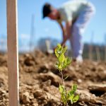 Jubileu 2025: Pastoral Juvenil em Portugal vai plantar mais de «25 mil árvores»
