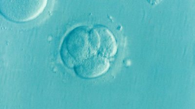 Bioética: Papa critica comercialização de embriões humanos e barrigas de aluguer