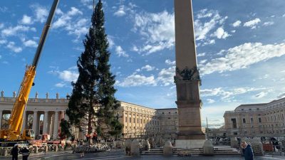 Vaticano: Árvore de Natal, com 56 anos, já chegou à Praça São Pedro