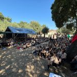 Escutismo: Acampamento Regional da Guarda reúne cerca de 300 participantes no Campo da Gardunha