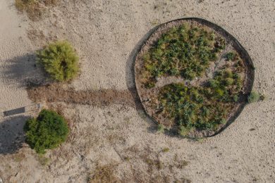 Setúbal: Biodiversidade ocupa lugar central na Lisnave