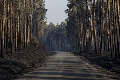 Incêndios: «Esta é a hora de todos vermos melhor o que estamos a fazer para deixar este interior do país abandonado » - D. António Couto