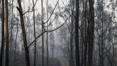 Incêndios: Confederação Portuguesa do Voluntariado valoriza «trabalho extraordinário» na frente do combate às chamas