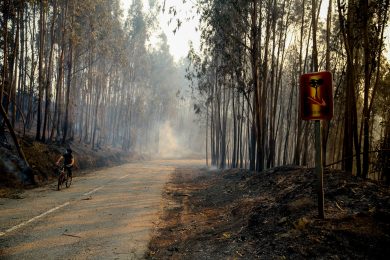 Incêndios: Bispo do Porto pede a colaboração da população com as forças de segurança e policiais para a identificação de incendiários