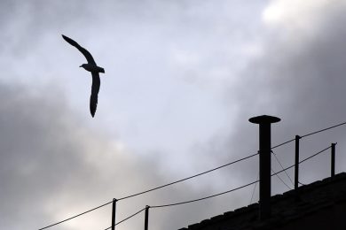 Conclave 2025: D. António Marto e D. Manuel Clemente admitem «surpresas»