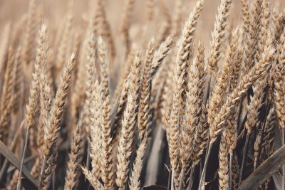 Igreja/Sociedade: «Fome num mundo de abundância não é inevitável», alertam líderes religiosos sobre o direito à alimentação e nutrição