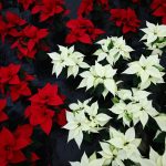 Santarém: D. José Traquina alerta para cultura do «click» em mundo sem tempo para esperar