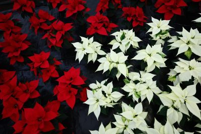 Santarém: D. José Traquina alerta para cultura do «click» em mundo sem tempo para esperar