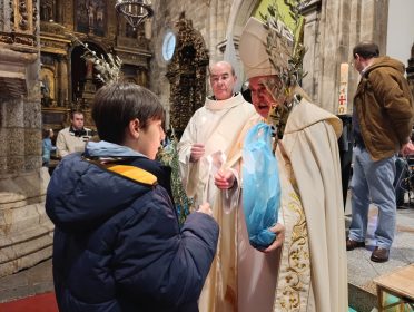 Viseu: Mais de 100 paróquias e agrupamentos escolares recebem oliveiras para construir «jardins da paz»