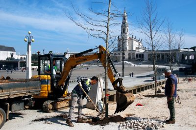 Fátima: Santuário inicia plantação de novas árvores no recinto de oração